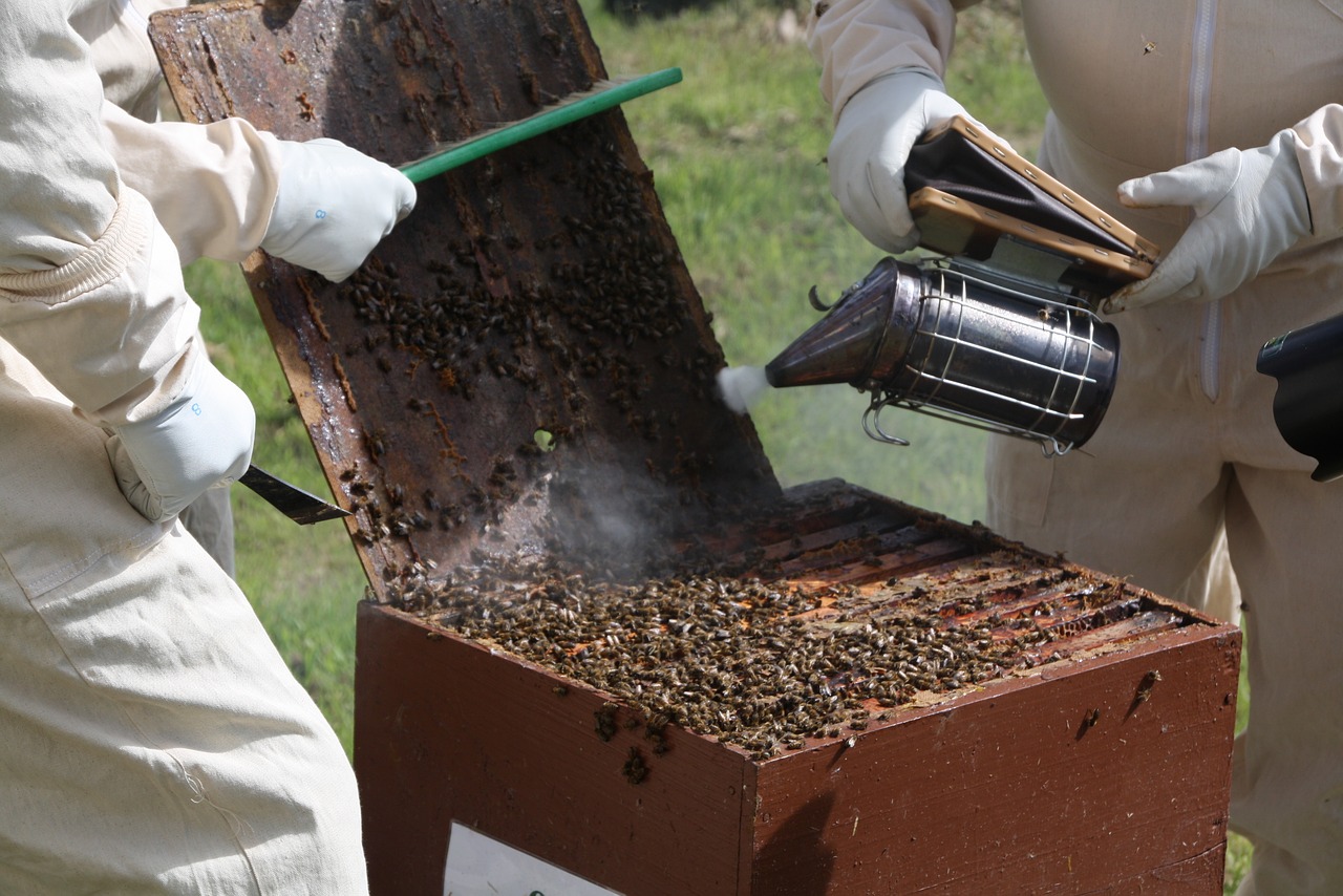 Odymianie pszczół – kiedy i po co wykonywać