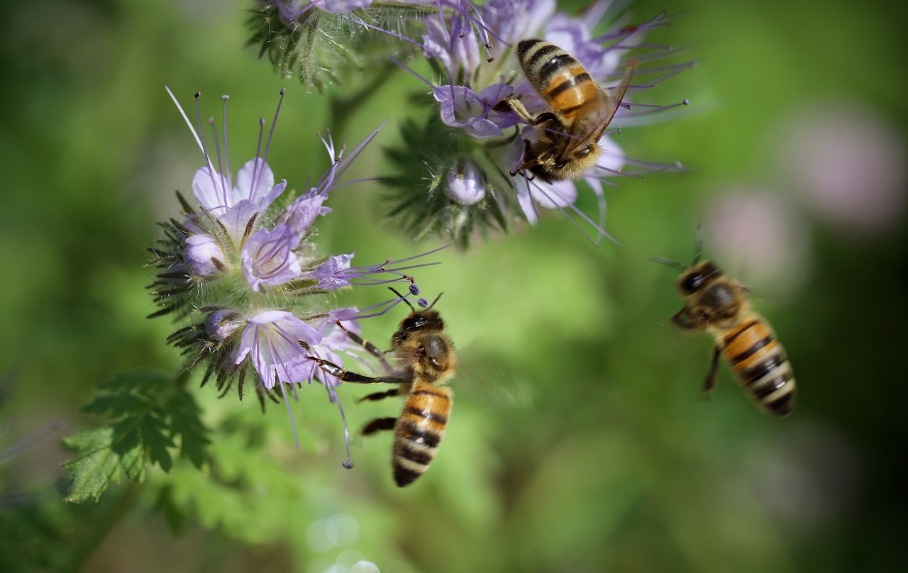 Jak daleko latają pszczoły?