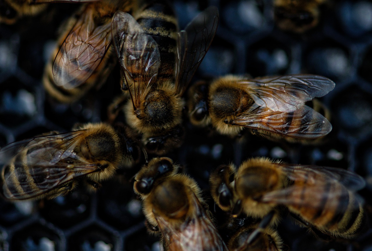 Pszczoła miodna – ciekawostki
