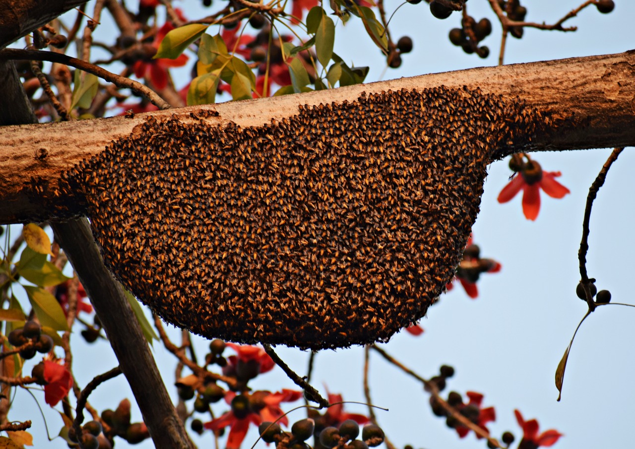 Jak uspokoić pszczoły?