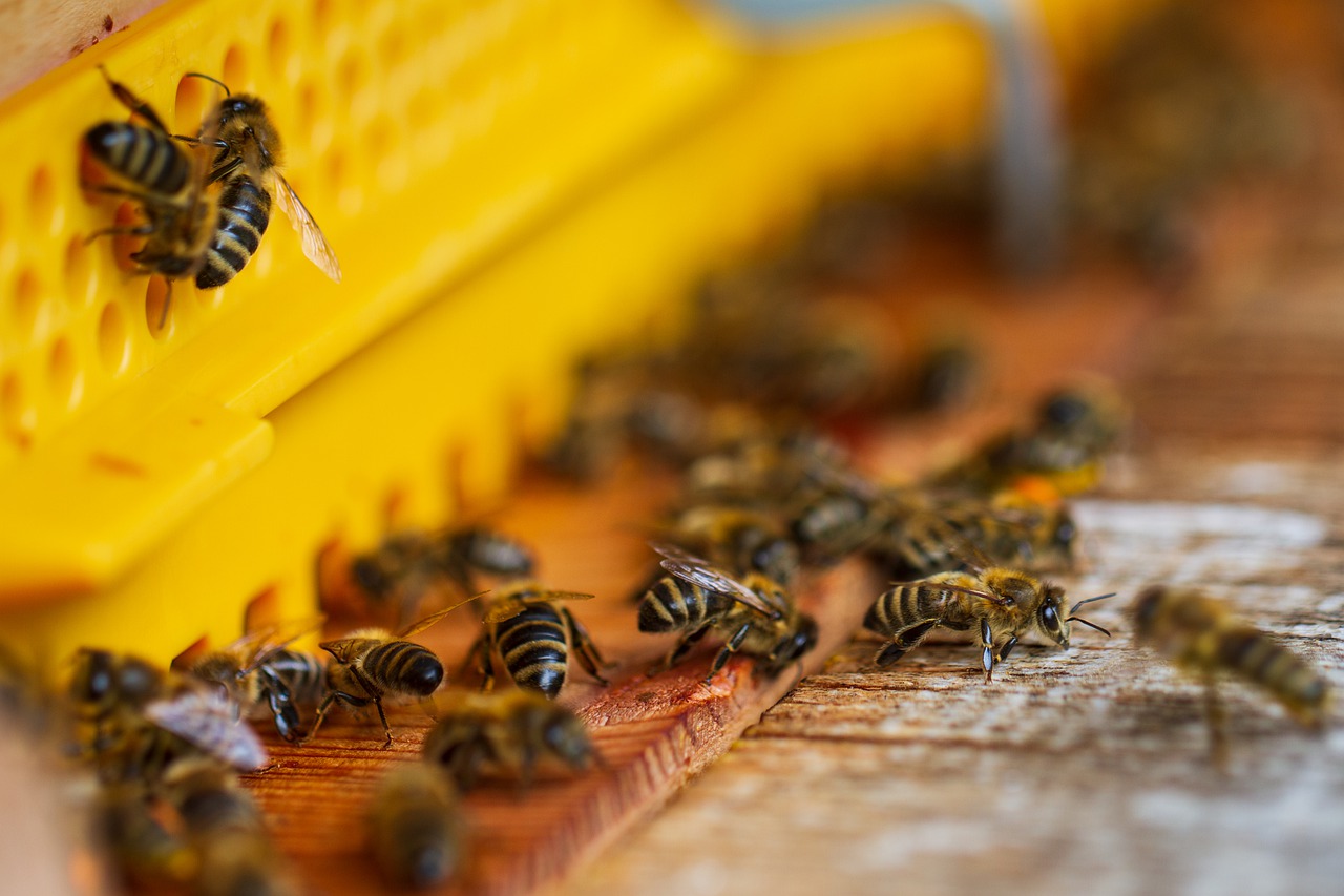 Co robią pszczoły dla ludzi?