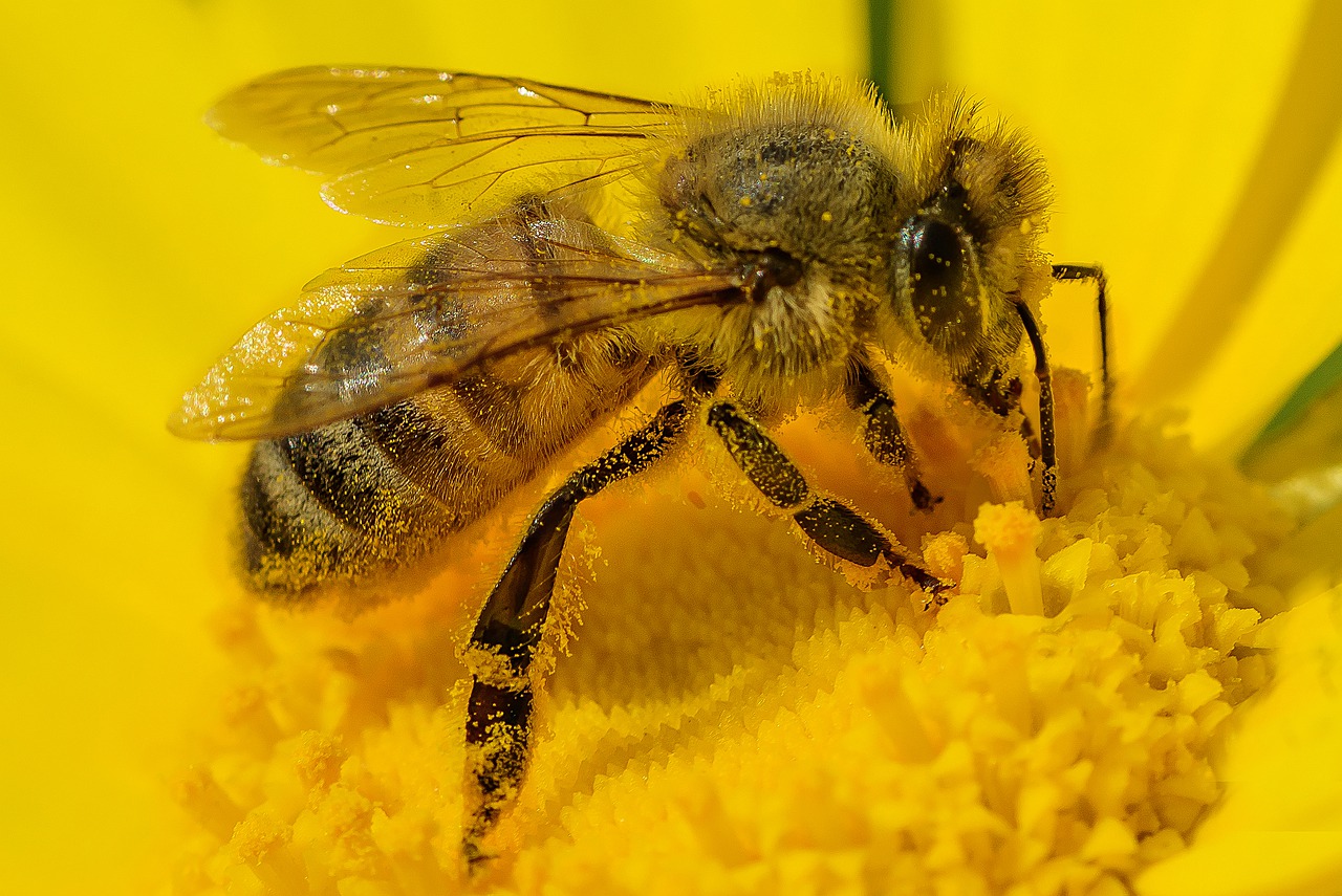 Rośliny miododajne dla pszczół