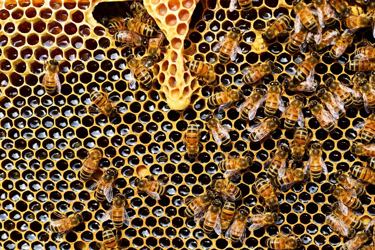 Jak dbać o pszczoły?