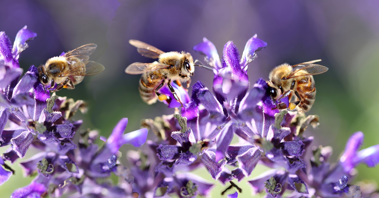 Posiadanie pszczół i problemy