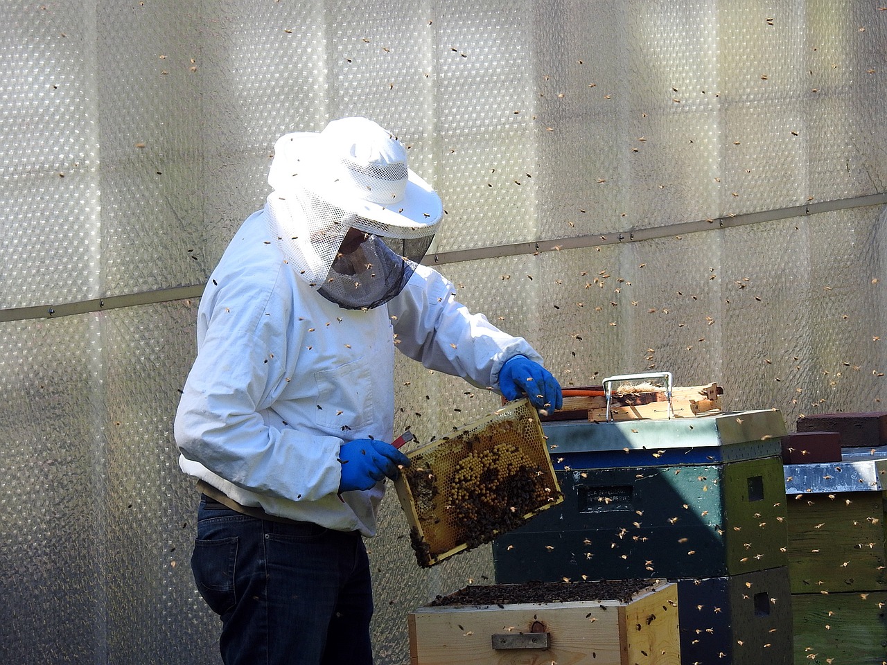Przygotowanie do Posiadania Pszczół: Kompleksowy Przewodnik