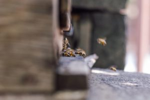 Pszczoły w Mieście: Jak o Nie Dbamy?
