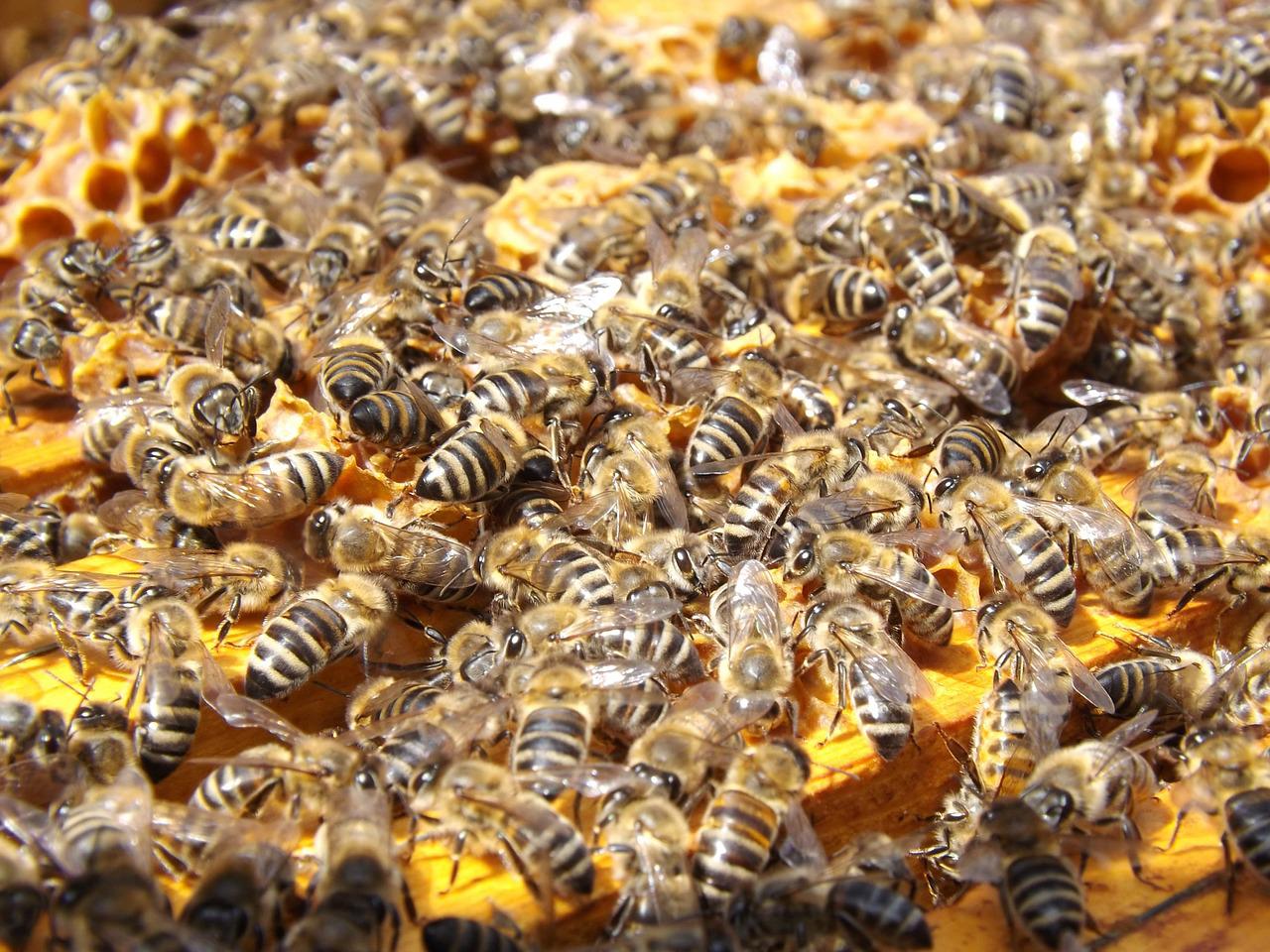 Jak stosować pyłek pszczeli?
