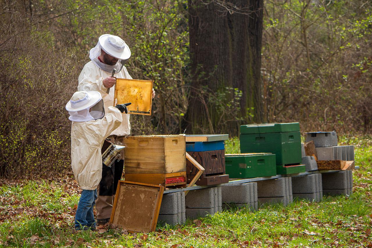 Czy pyłek pszczeli jest dla każdego?