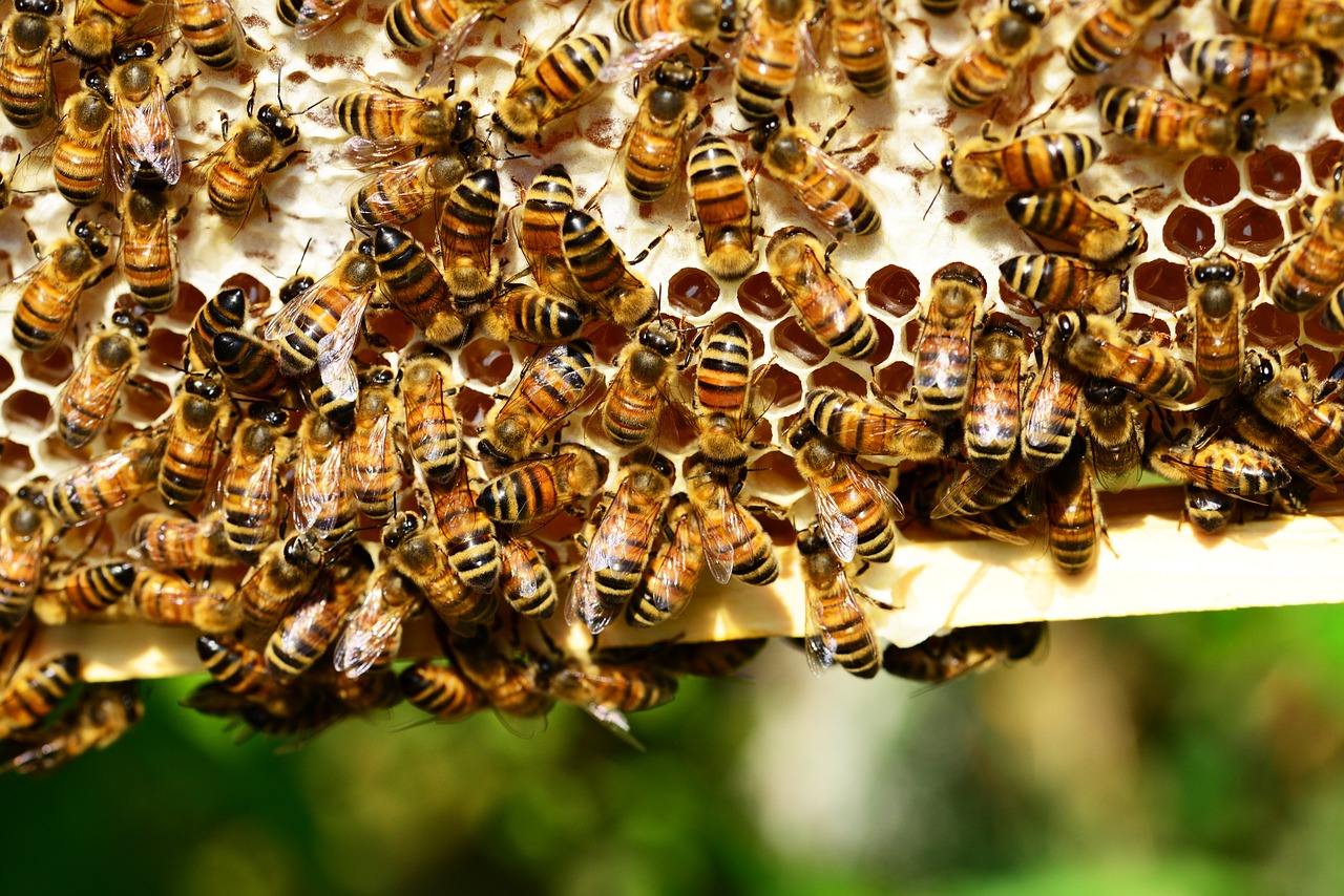 Jak pyłek pszczeli pomaga w odchudzaniu?